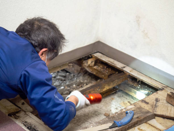 Best Best Mold Removal Companies  in West Burlington, IA