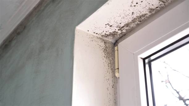 Attic Mold Removal in West Burlington, IA