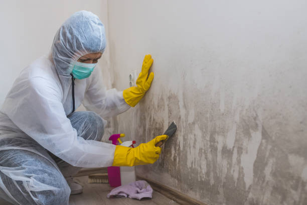 Best Fast Mold Removal  in West Burlington, IA