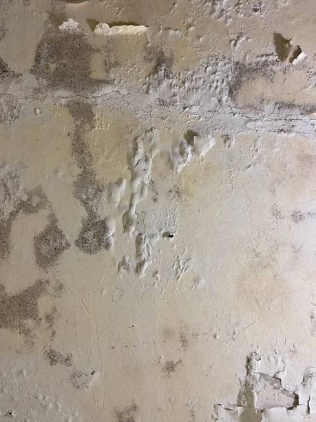 Best Mold Remediation  in West Burlington, IA