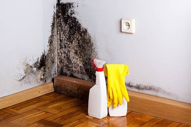 Best Mold Remediation Experts  in West Burlington, IA