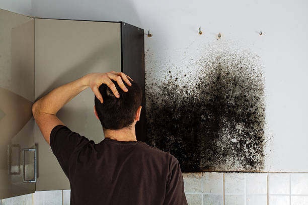 Best Local Mold Removal Service  in West Burlington, IA