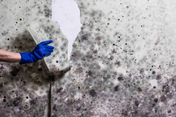 West Burlington, IA Mold Removal Company