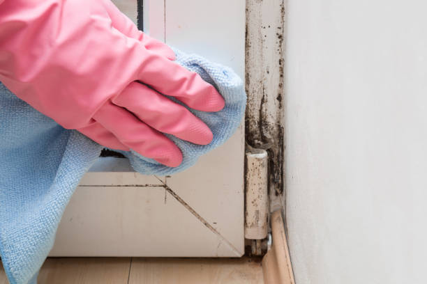 Best Emergency Mold Removal  in West Burlington, IA