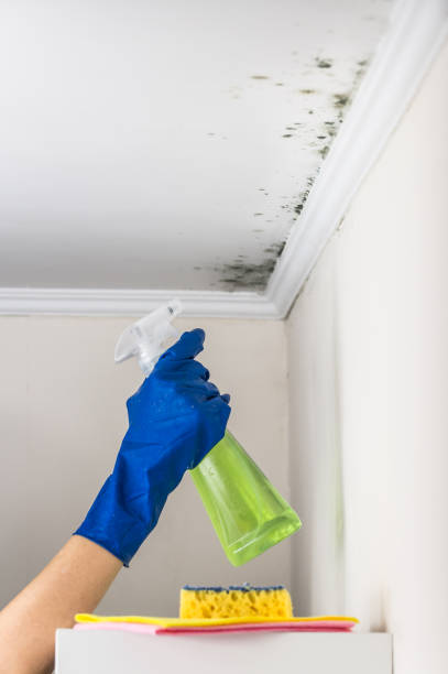 Best Same-Day Mold Removal  in West Burlington, IA